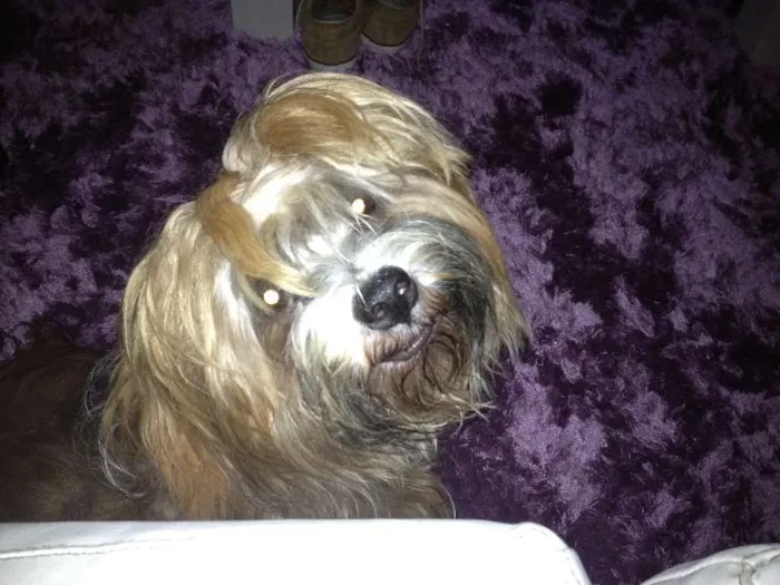 Cachorro ra a Lhasa Apso idade 2 anos nome Bruce