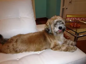 Cachorro raça Lhasa Apso idade 2 anos nome Bruce