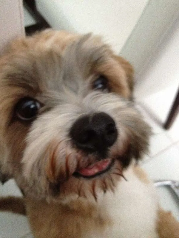 Cachorro ra a Lhasa Apso idade 2 anos nome Bruce