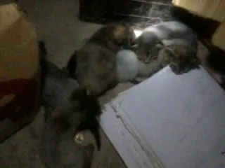 Gato raça vira-lata idade Abaixo de 2 meses nome filhotes