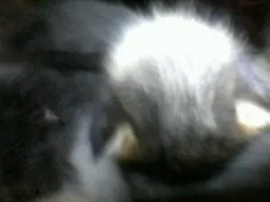 Gato raça vira-lata idade Abaixo de 2 meses nome filhotes