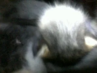 Gato raça vira-lata idade Abaixo de 2 meses nome filhotes