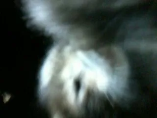 Gato raça vira-lata idade Abaixo de 2 meses nome filhotes