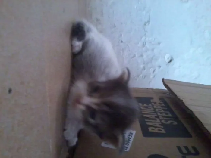 Gato raça vira-lata idade Abaixo de 2 meses nome filhotes