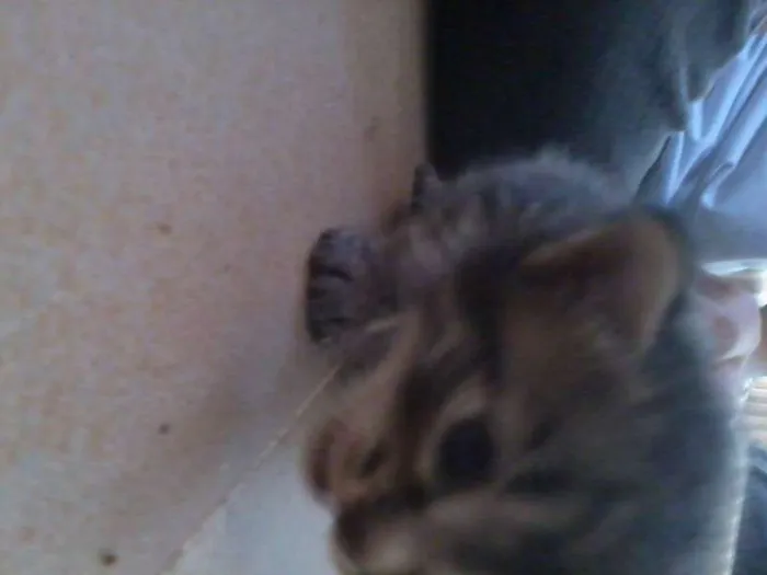 Gato raça vira-lata idade Abaixo de 2 meses nome filhotes