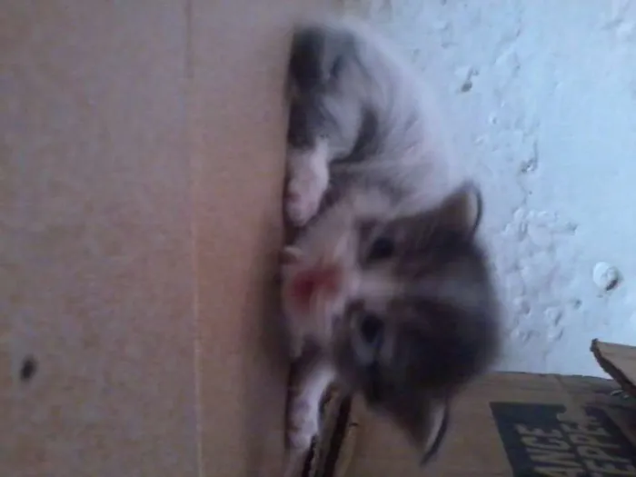 Gato raça vira-lata idade Abaixo de 2 meses nome filhotes