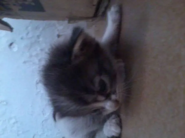 Gato raça vira-lata idade Abaixo de 2 meses nome filhotes