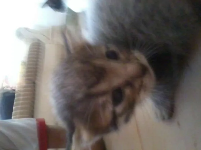 Gato raça vira-lata idade Abaixo de 2 meses nome filhotes
