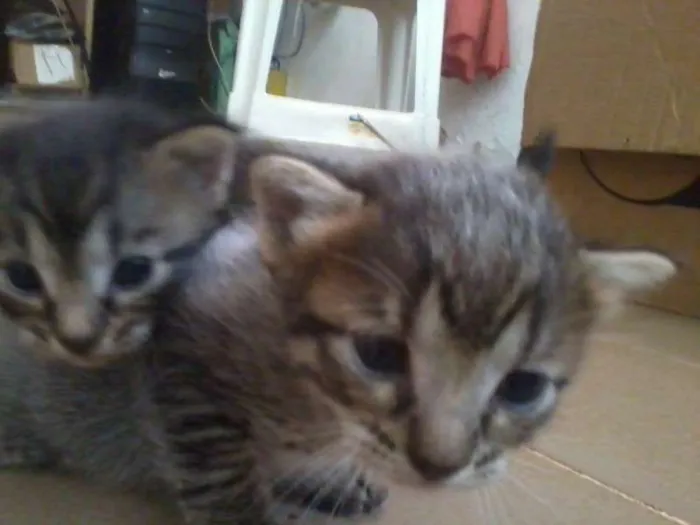 Gato raça vira-lata idade Abaixo de 2 meses nome filhotes