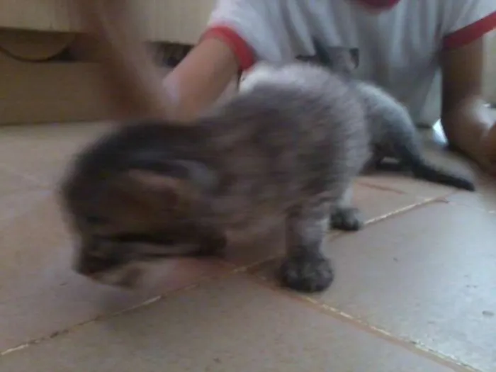 Gato raça vira-lata idade Abaixo de 2 meses nome filhotes