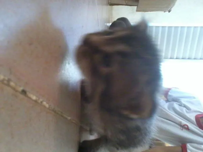 Gato raça vira-lata idade Abaixo de 2 meses nome filhotes