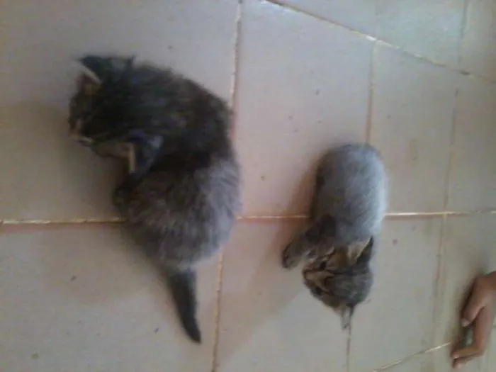 Gato raça vira-lata idade Abaixo de 2 meses nome filhotes