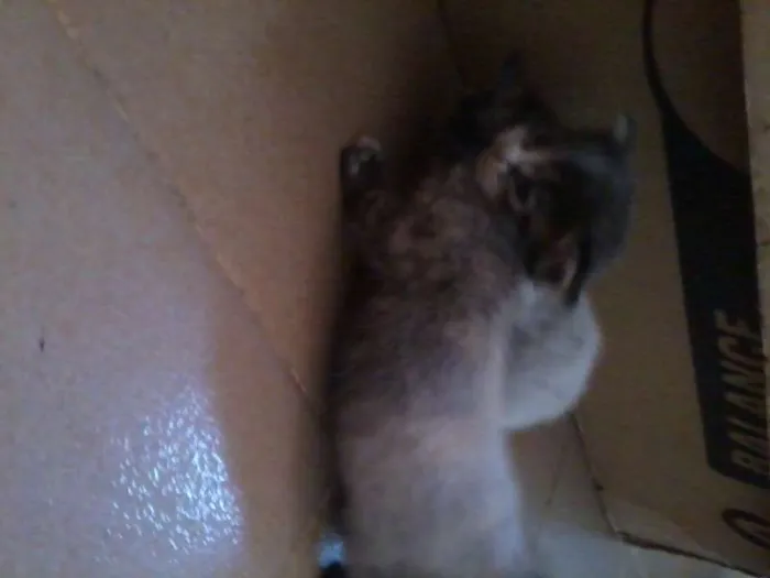 Gato raça vira-lata idade Abaixo de 2 meses nome filhotes