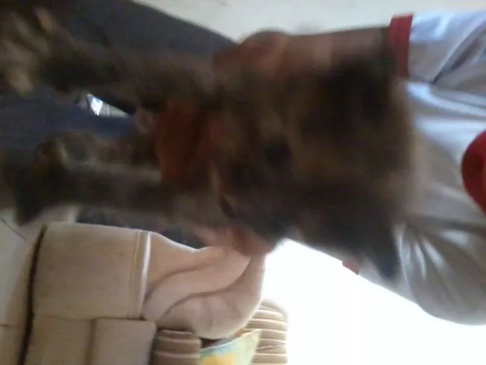 Gato raça vira-lata idade Abaixo de 2 meses nome filhotes