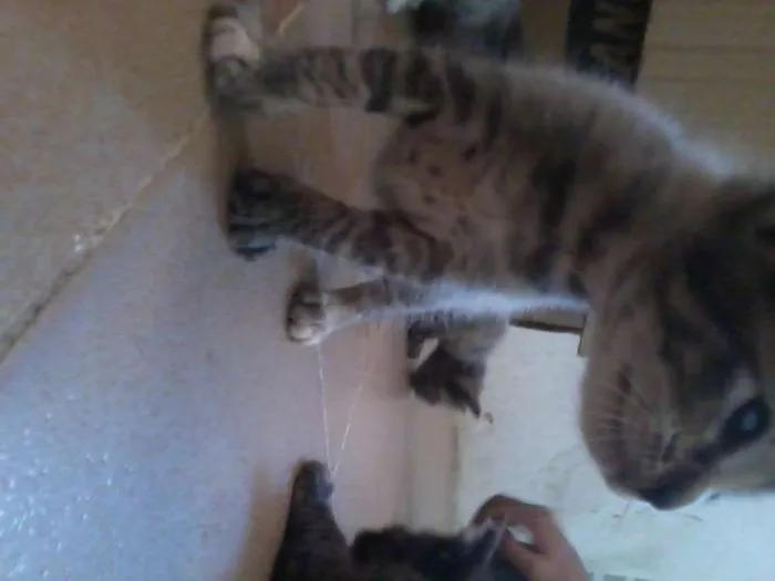 Gato raça vira-lata idade Abaixo de 2 meses nome filhotes