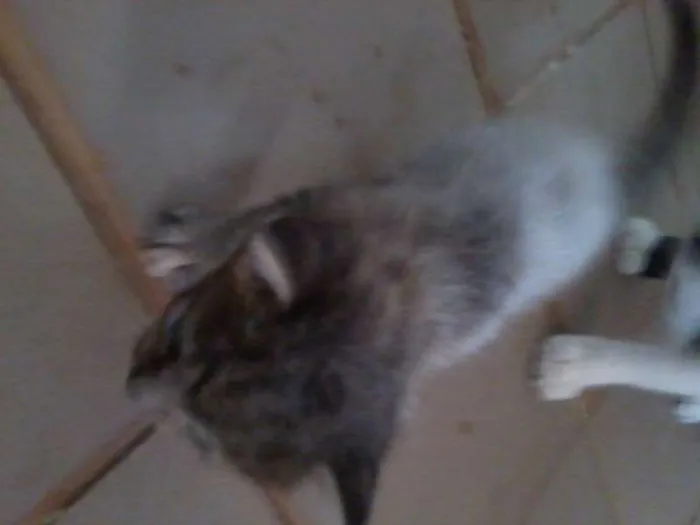 Gato raça vira-lata idade Abaixo de 2 meses nome filhotes