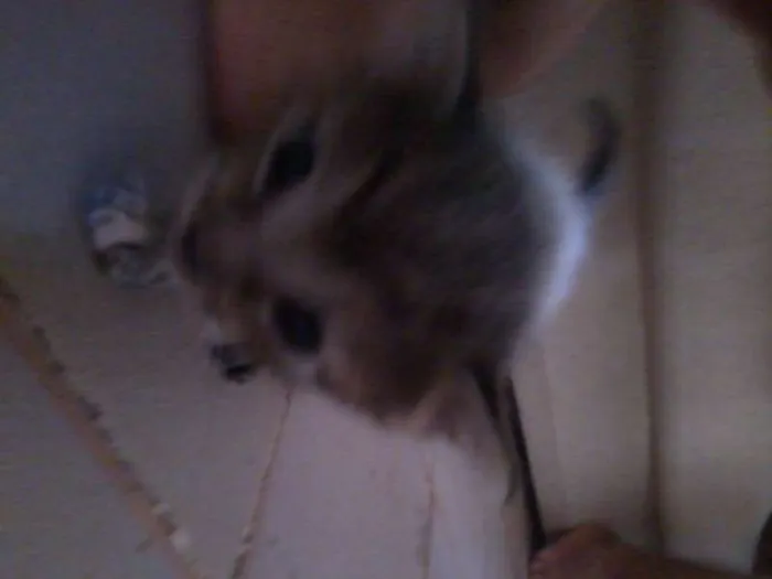 Gato raça vira-lata idade Abaixo de 2 meses nome filhotes