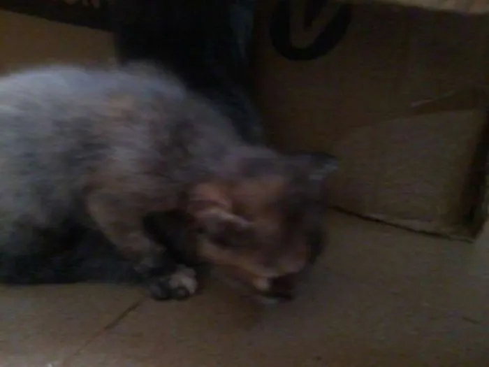 Gato raça vira-lata idade Abaixo de 2 meses nome filhotes