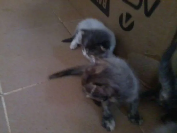 Gato raça vira-lata idade Abaixo de 2 meses nome filhotes