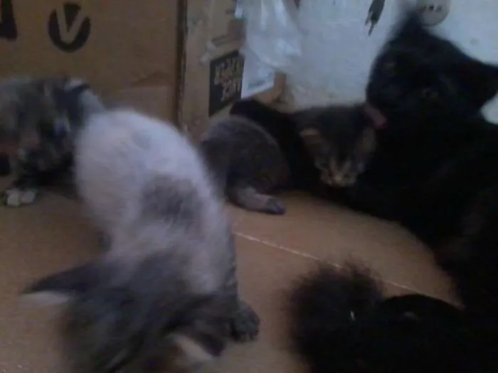 Gato raça vira-lata idade Abaixo de 2 meses nome filhotes