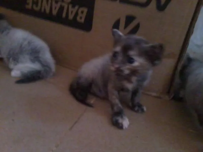 Gato raça vira-lata idade Abaixo de 2 meses nome filhotes