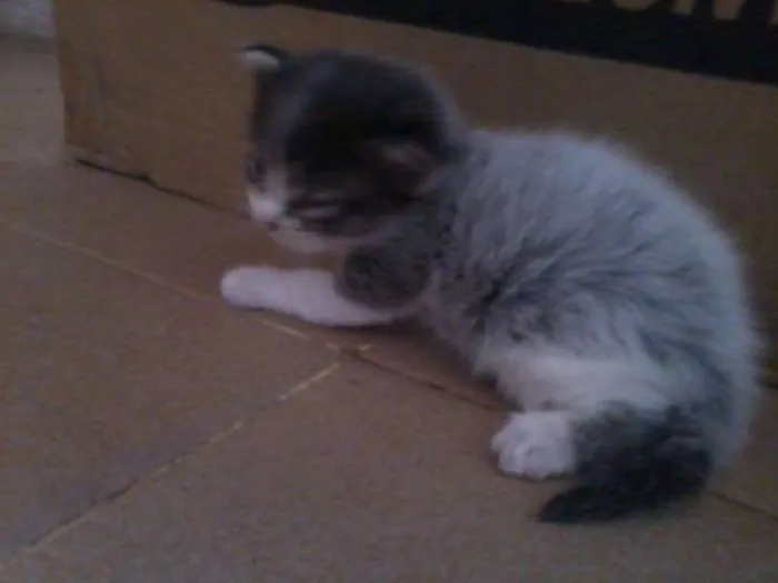Gato raça vira-lata idade Abaixo de 2 meses nome filhotes