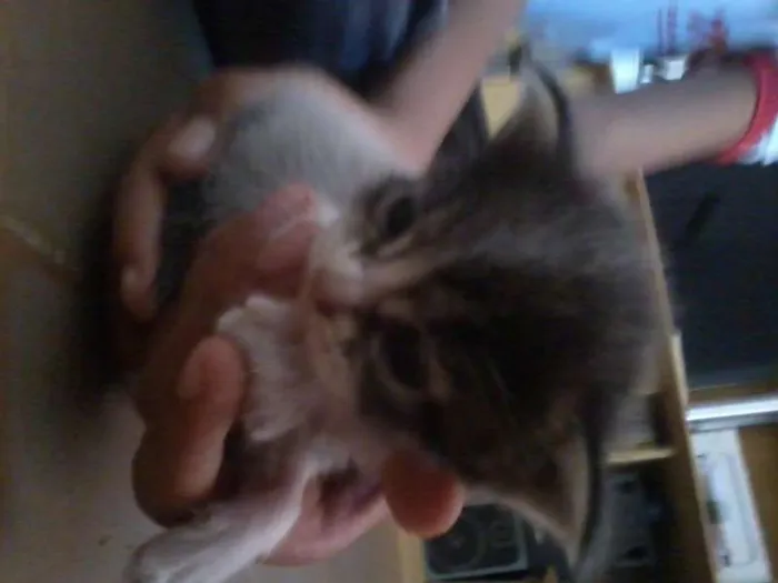Gato raça vira-lata idade Abaixo de 2 meses nome filhotes