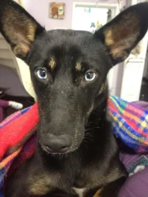 Cachorro raça SRD idade 1 ano nome Brad Preto