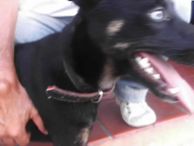 Cachorro ra a SRD idade 1 ano nome Brad Preto