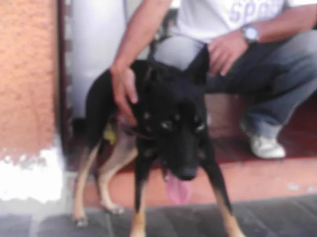 Cachorro ra a SRD idade 1 ano nome Brad Preto