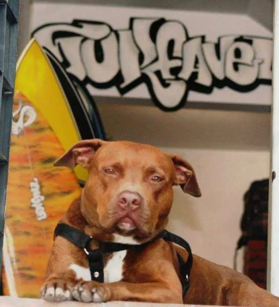 Cachorro ra a Pit-Bull idade 6 ou mais anos nome Trunck