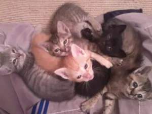 Gato raça  idade Abaixo de 2 meses nome =^.^=