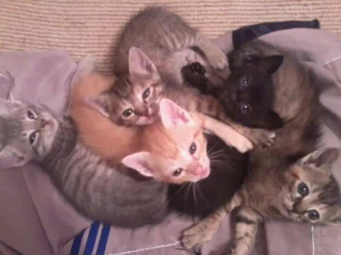 Gato ra a  idade Abaixo de 2 meses nome =^.^=