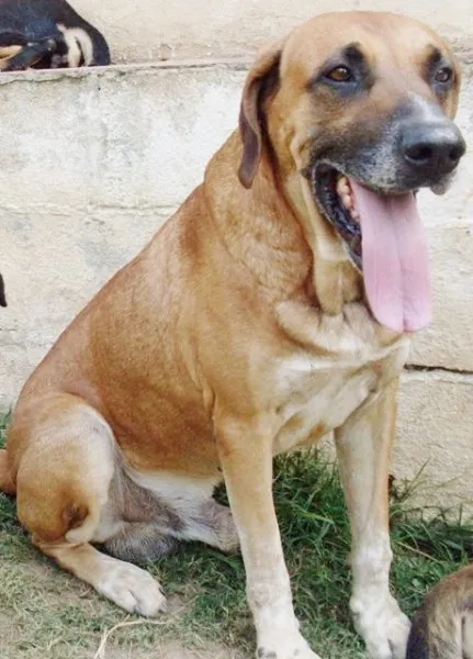 Cachorro raça Dogue Alemão/mix idade 6 ou mais anos nome Atila