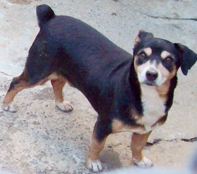 Cachorro ra a SRD idade 6 ou mais anos nome Pett