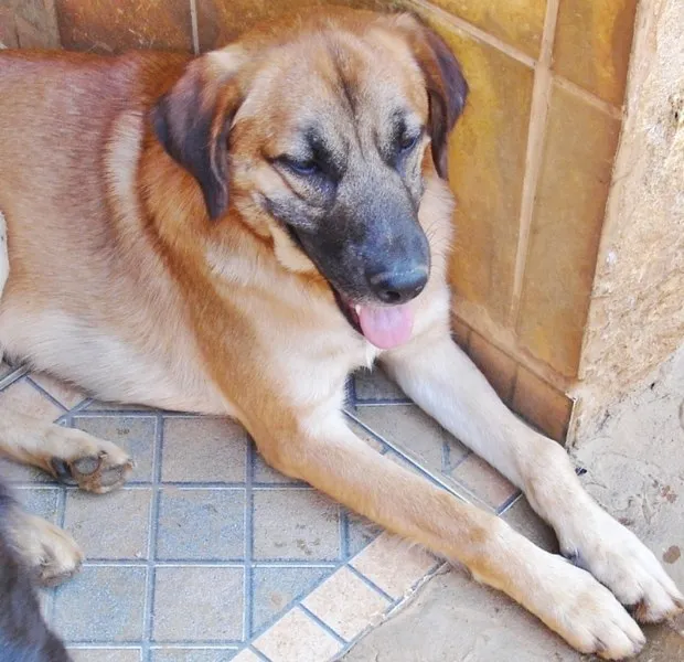 Cachorro ra a SRD idade 2 anos nome Bebezão