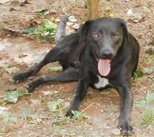 Cachorro raça SRD idade 2 anos nome Fred