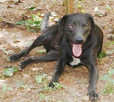 Cachorro ra a SRD idade 2 anos nome Fred