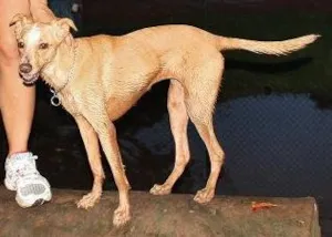 Cachorro raça SRD idade 5 anos nome Naná