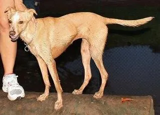 Cachorro ra a SRD idade 5 anos nome Naná