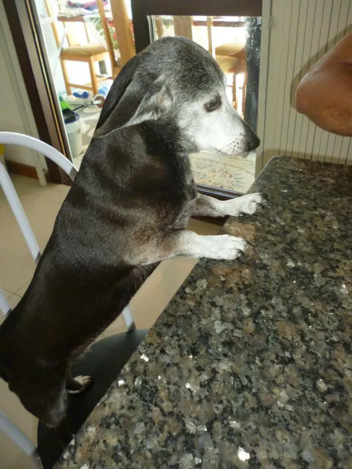 Cachorro ra a Linguiçinha idade 6 ou mais anos nome JADE GRATIFICA