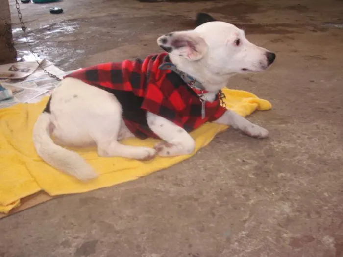 Cachorro ra a SRD idade 2 anos nome URSO