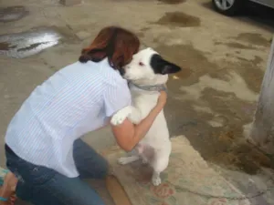 Cachorro raça SRD idade 2 anos nome URSO