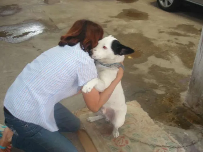 Cachorro ra a SRD idade 2 anos nome URSO
