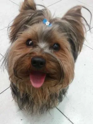 Cachorro raça Yorkshire idade 1 ano nome Woody GRATIFICA