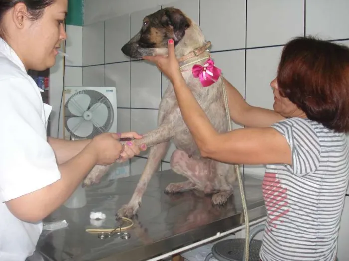 Cachorro ra a SRD idade 5 anos nome BAMBI