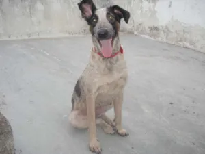 Cachorro raça SRD idade 5 anos nome BAMBI