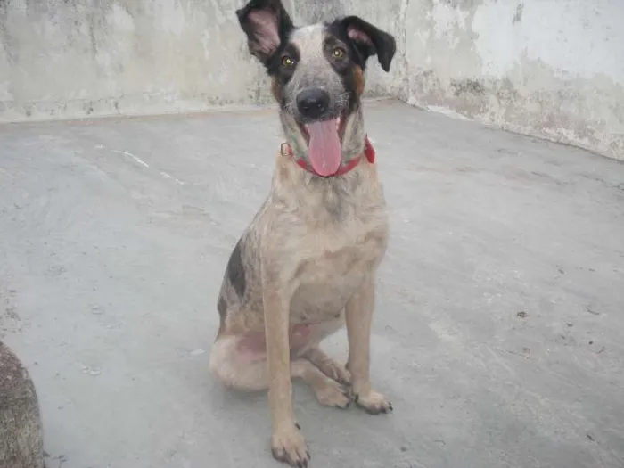 Cachorro ra a SRD idade 5 anos nome BAMBI