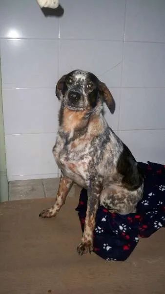 Cachorro raça SRD idade 1 ano nome Thor