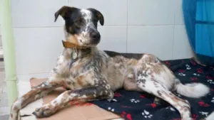 Cachorro raça SRD idade 1 ano nome Thor